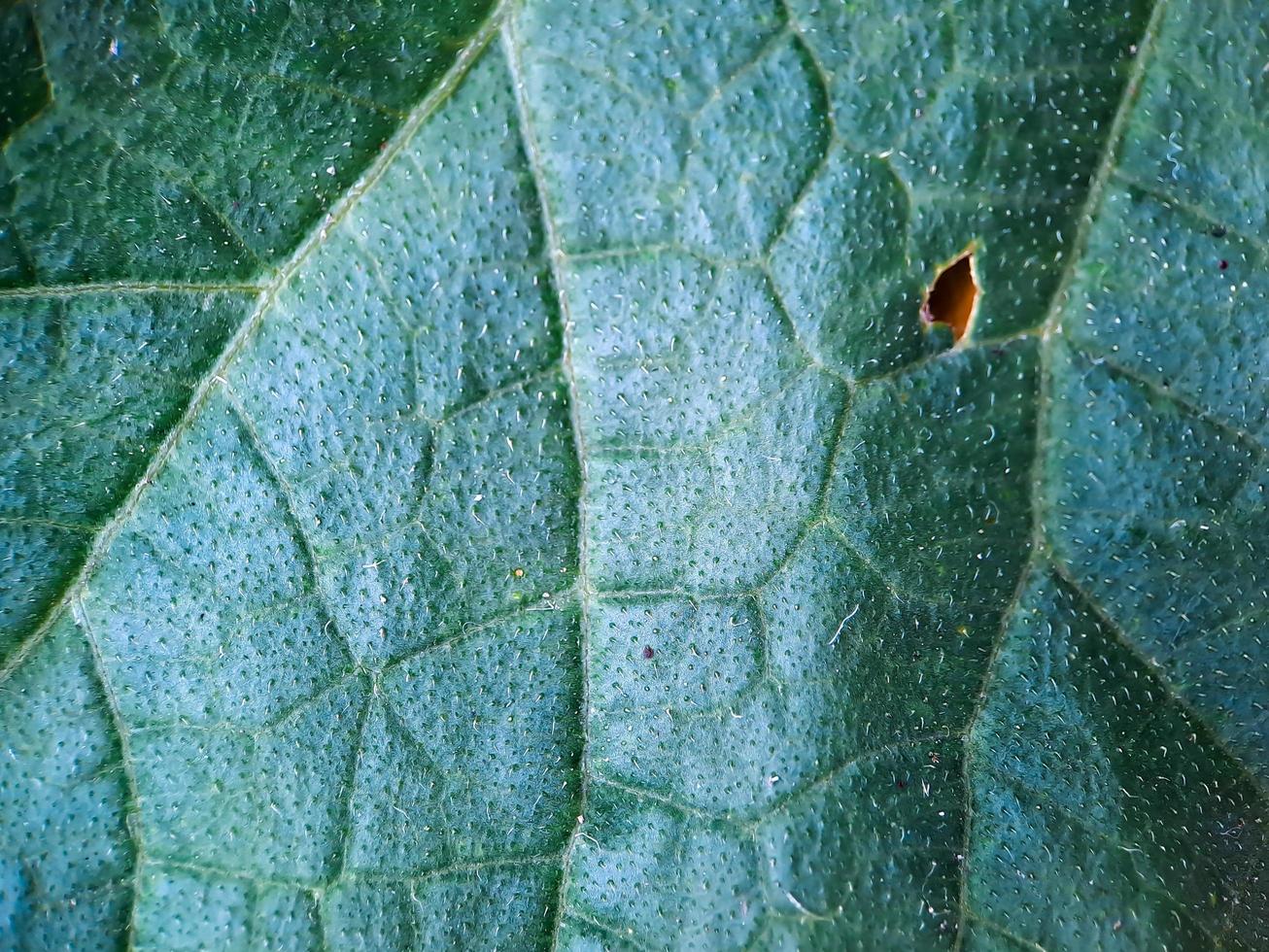 Very aesthetic green melon fresh leaf texture, suitable for wallpaper background photo