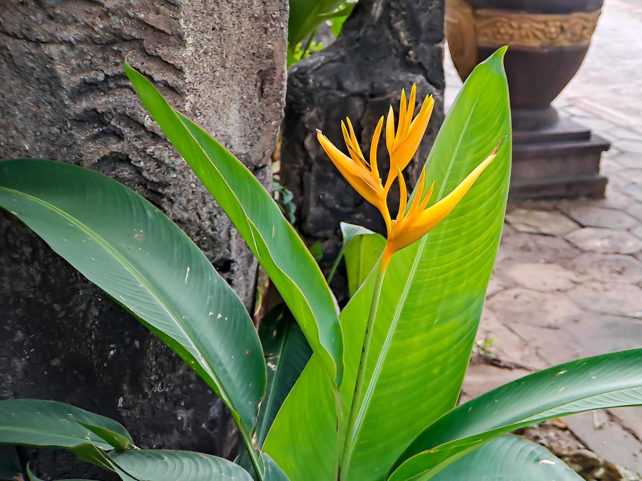 Heliconias are one of the most tropical plants. It is a must to have in the garden to create a tropical paradise photo