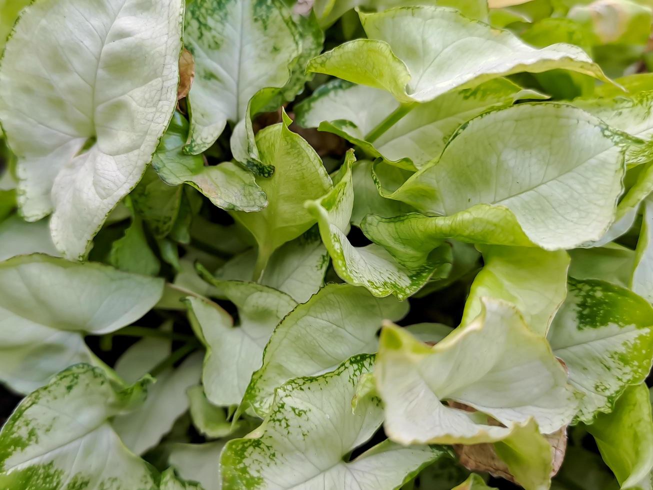 Arrowhead Vine, Goosefoot Plant heart shaped leaves Syngonium podophyllum is probably the most popular species photo