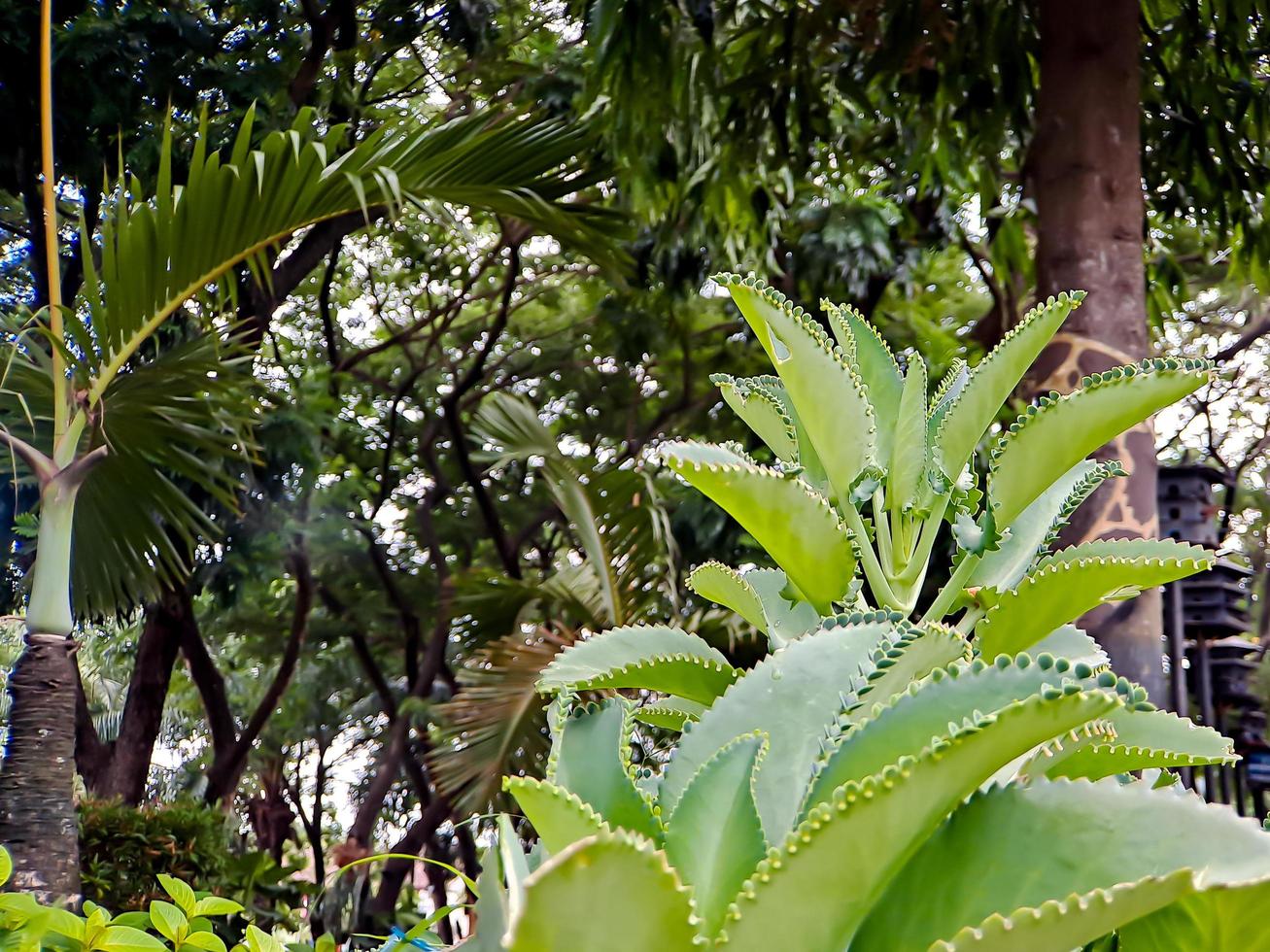 Kalanchoe daigremontiana, formerly known as Bryophyllum daigremontianum and commonly called the mother of thousands photo