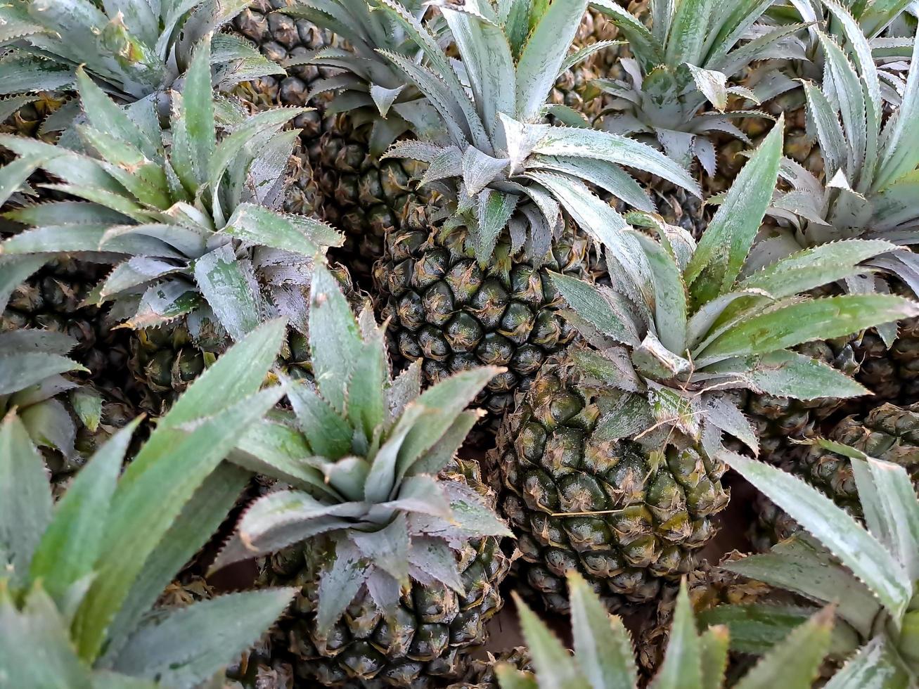 A collection of fresh green pineapples in mini market fruit basket photo