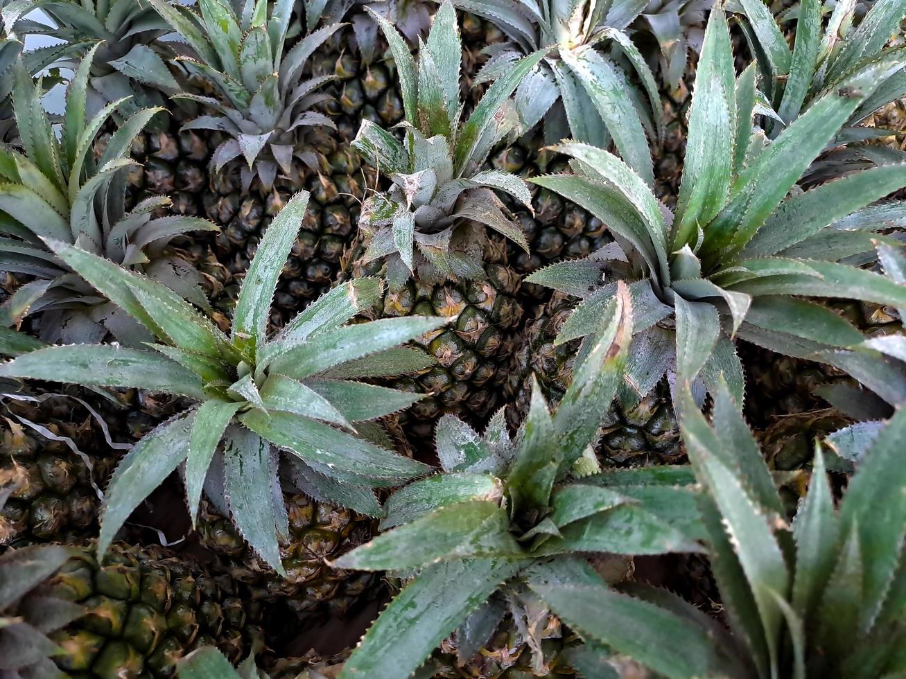 A collection of fresh green pineapples in mini market fruit basket photo