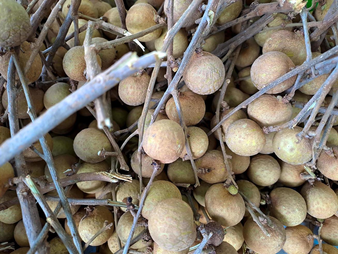 Longan, Dimocarpus longan, fruit from Asia, the same family of lychee. This fruit is often found in traditional and modern fruit markets photo