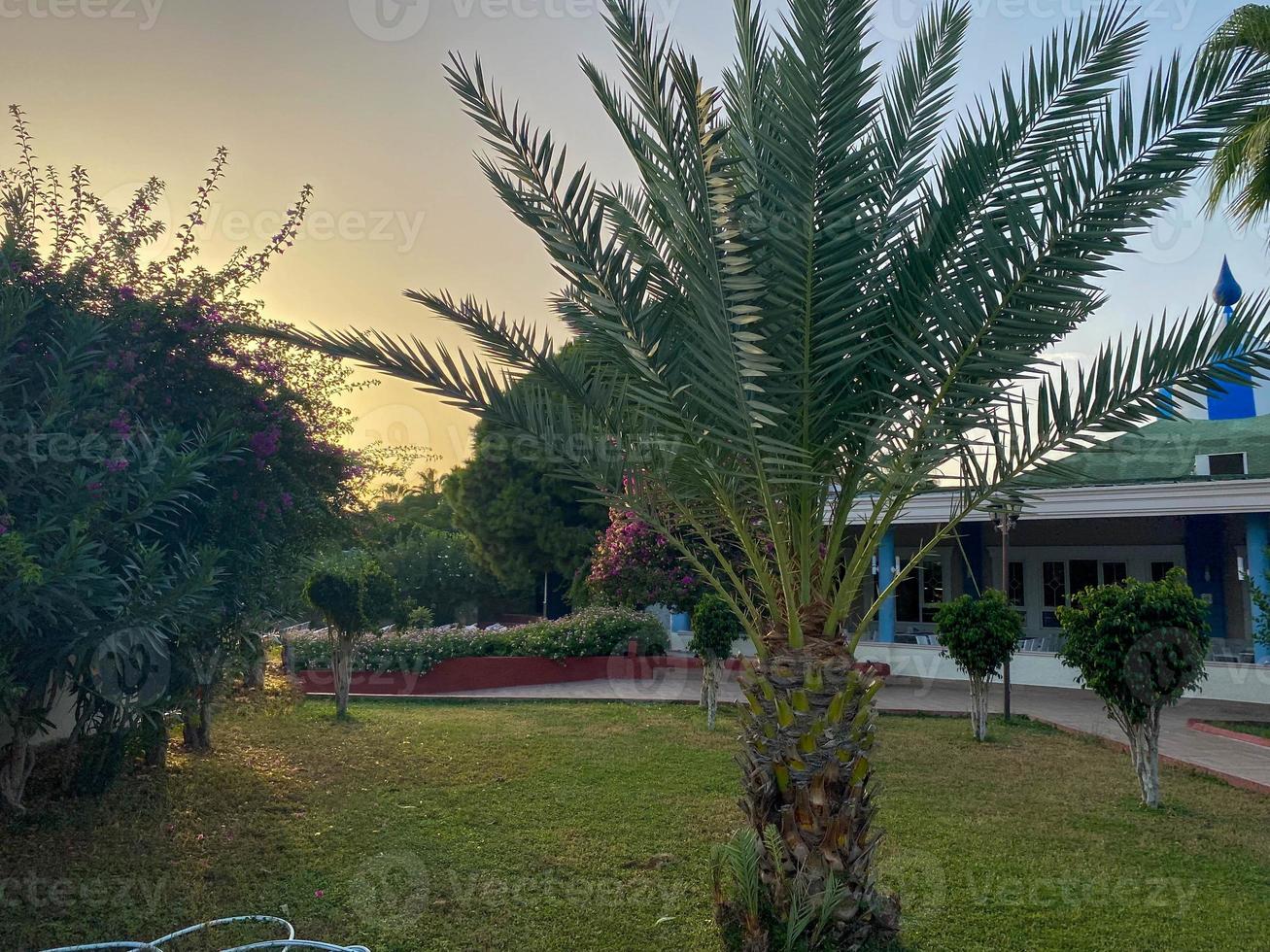 Beautiful palm trees and ornamental plants and lawn landscaping in a hotel in a warm tropical oriental southern country resort photo