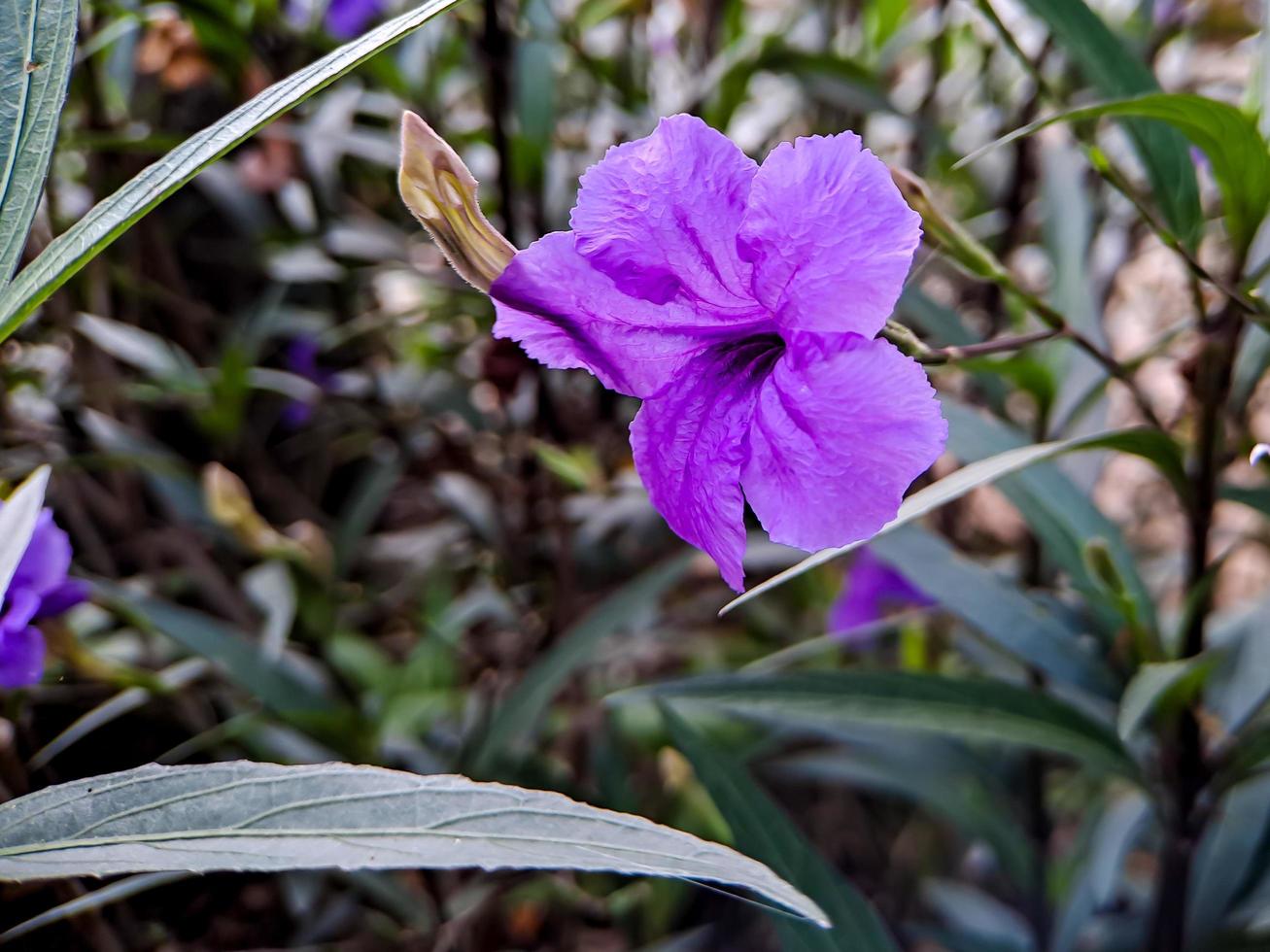 púrpura ruellia tuberosa, minnieroot, raíz de fiebre, raíz de boca de dragón, patata de cordero, es una especie de planta con flores en la familia acanthaceae. tiro en la plaza del parque en la mañana foto