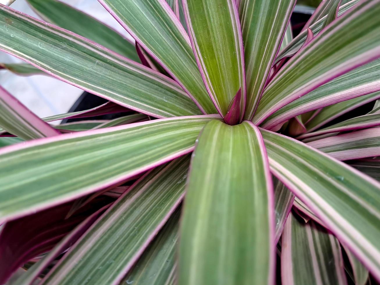 Tradescantia spathacea has a fleshy rhizome and rosettes of waxy lance-shaped leaves. The leaves are dark to metallic green above photo