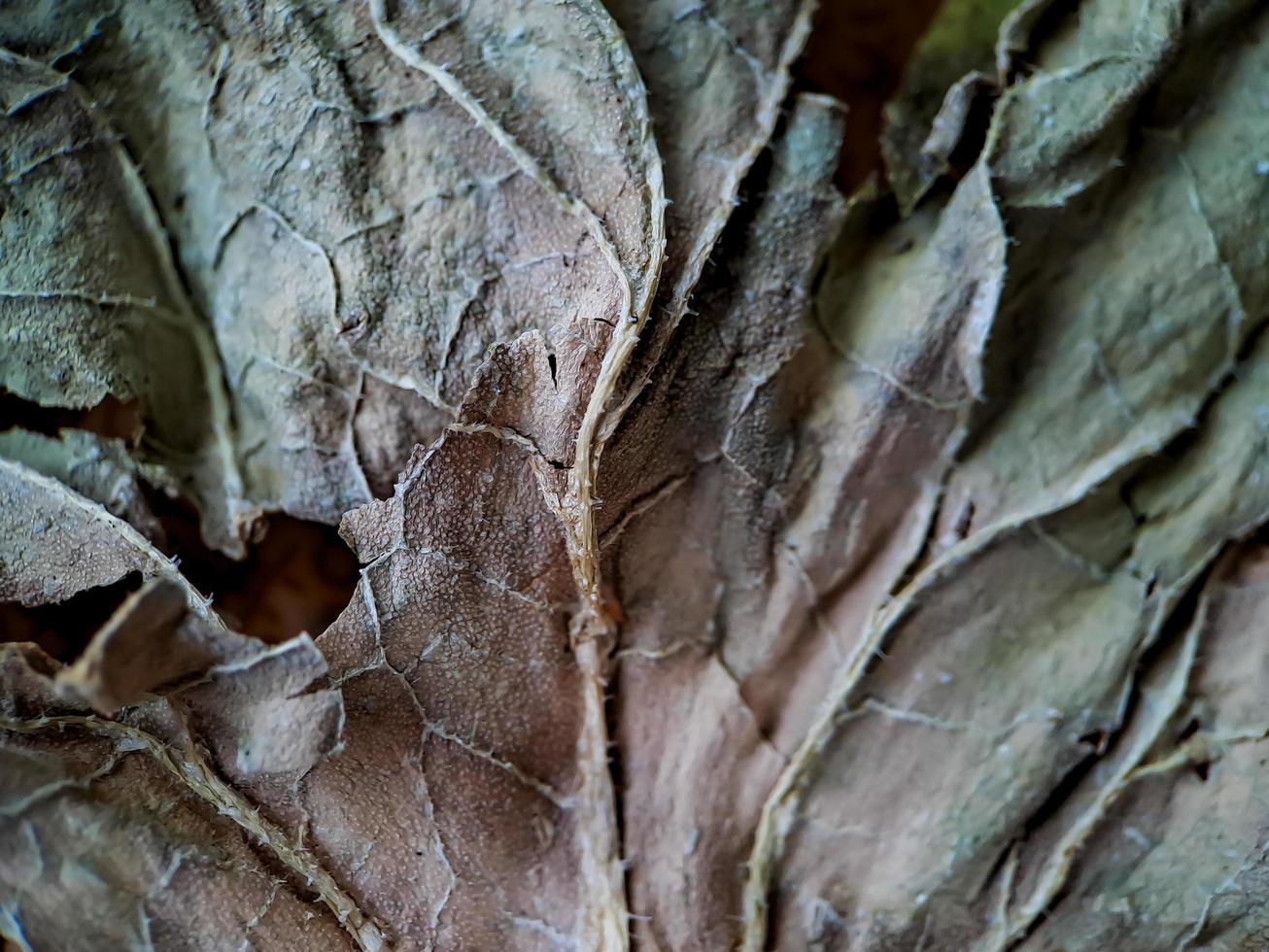 Very aesthetic dark brown melon leaf texture, suitable for wallpaper background photo