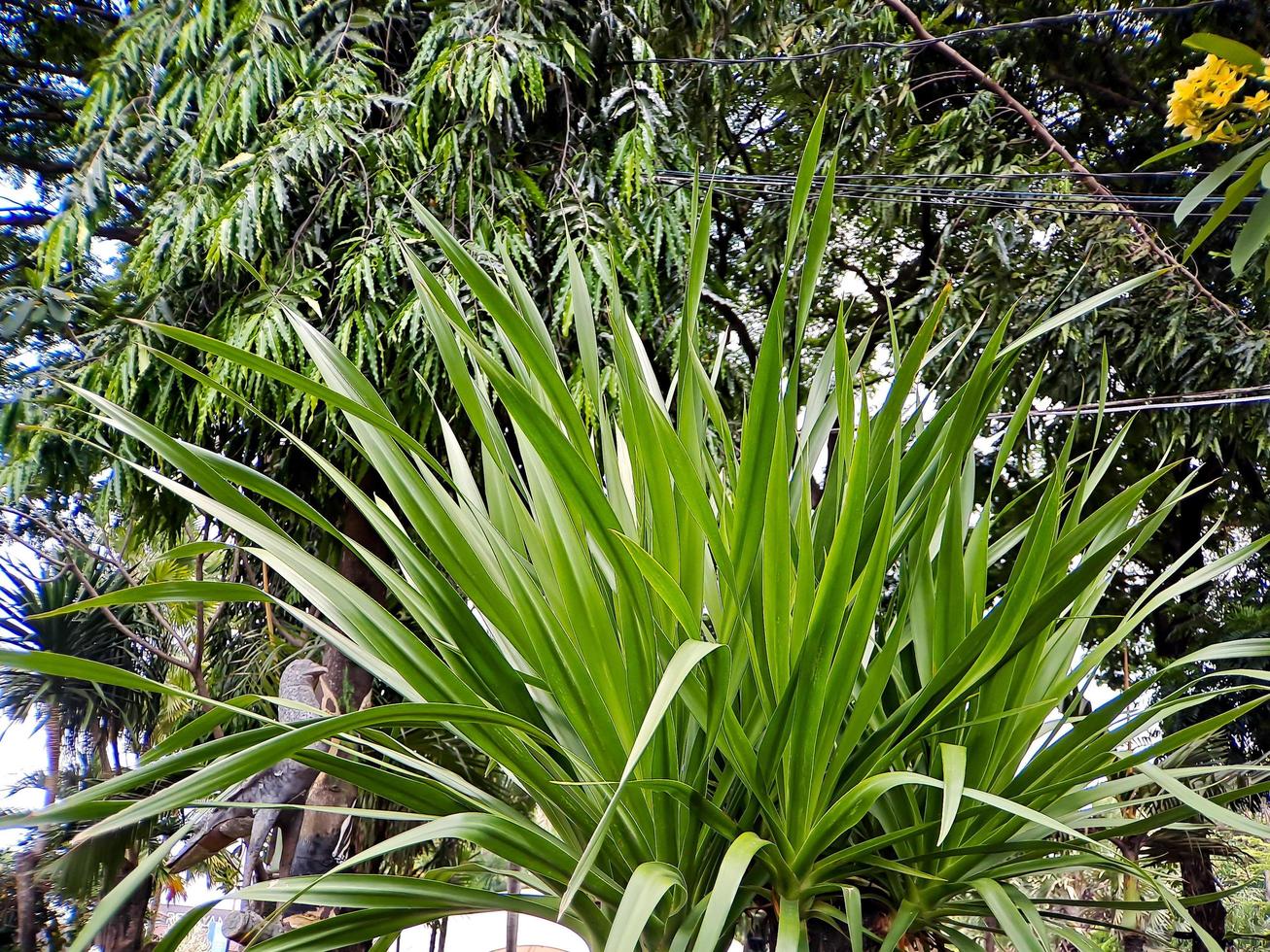 These large, clustered bromeliads form narrow, leathery rosettes with prickly edges and drooping tips photo