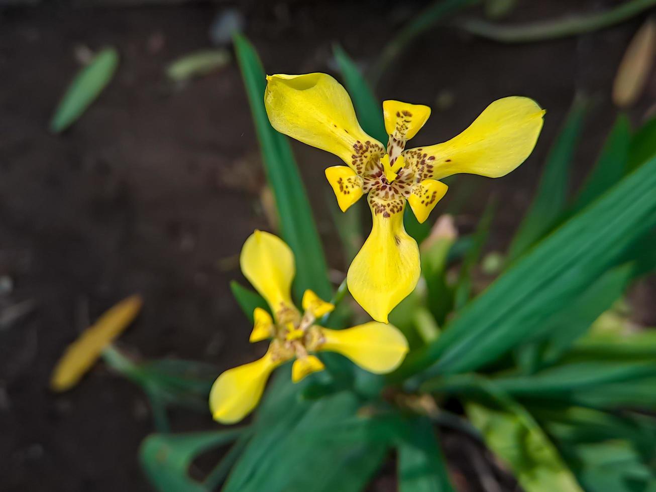 Neomarica longifolia is a species of perennial herb in the family Iridaceae. They are from The Neotropics and the Eye of Atlantica photo