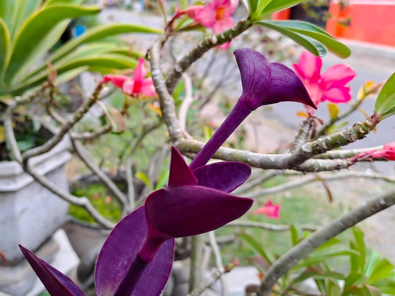 Tradescantia pallida Rose belongs to the Commelinaceae family, with the common name spider lily this plant photo