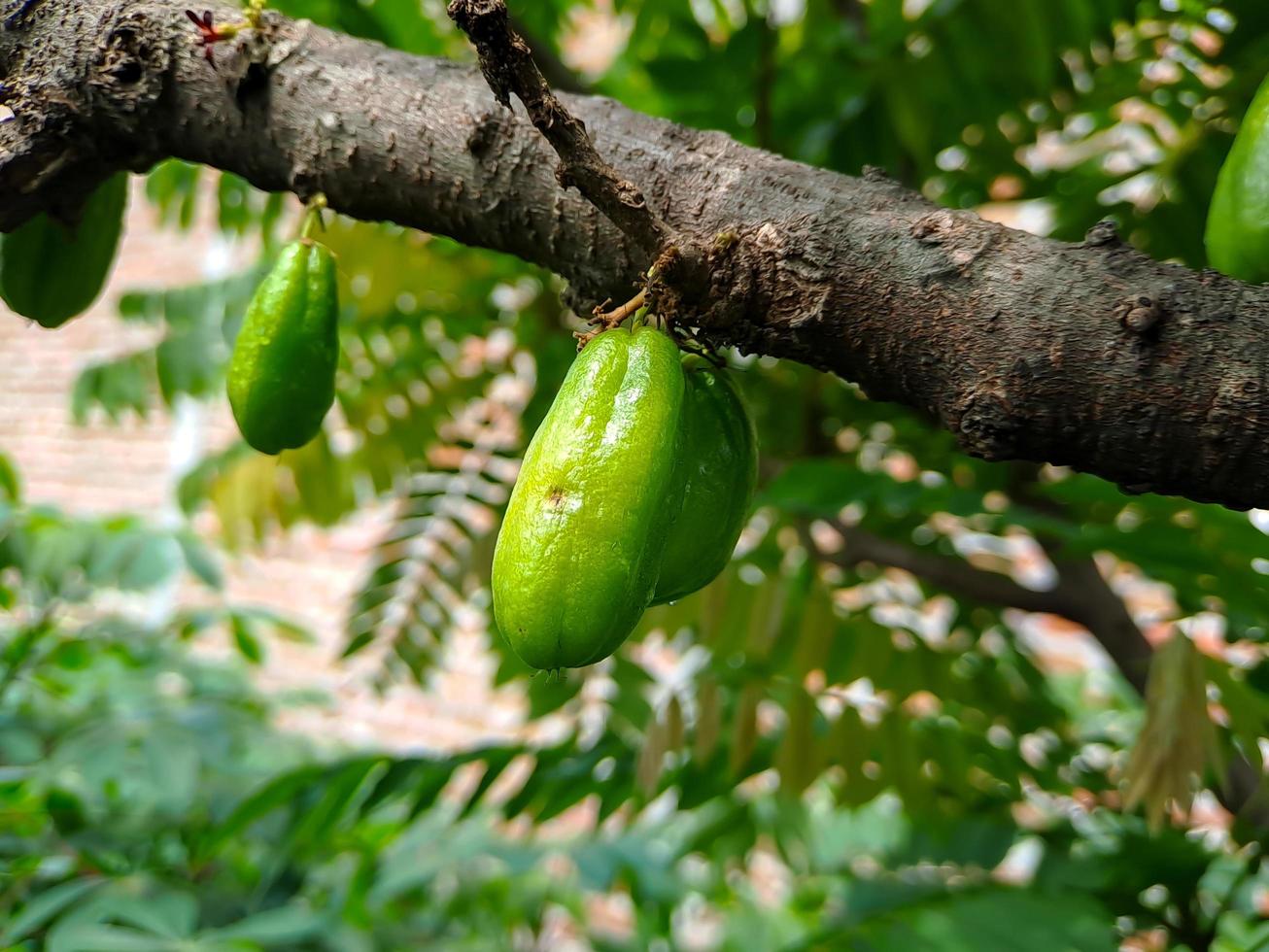 Bilimbi, Cucumber tree, Kamias Sorrel Tree, Tamarind Starfruit, Buloh Starfruit Bimbiri on tree trunks photo