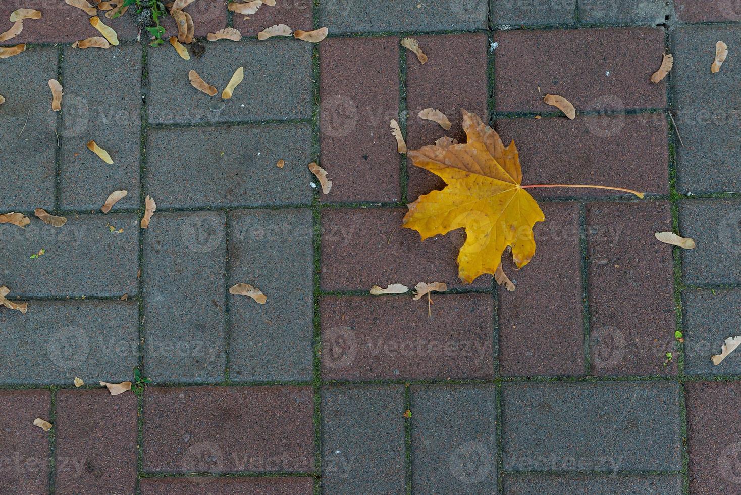 a branch with green leaves on the floor of gray stone slabs photo