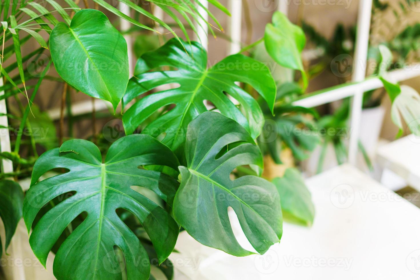 Monstera leaves or swiss cheese factory or monstera gourmet in nature, tropical photo