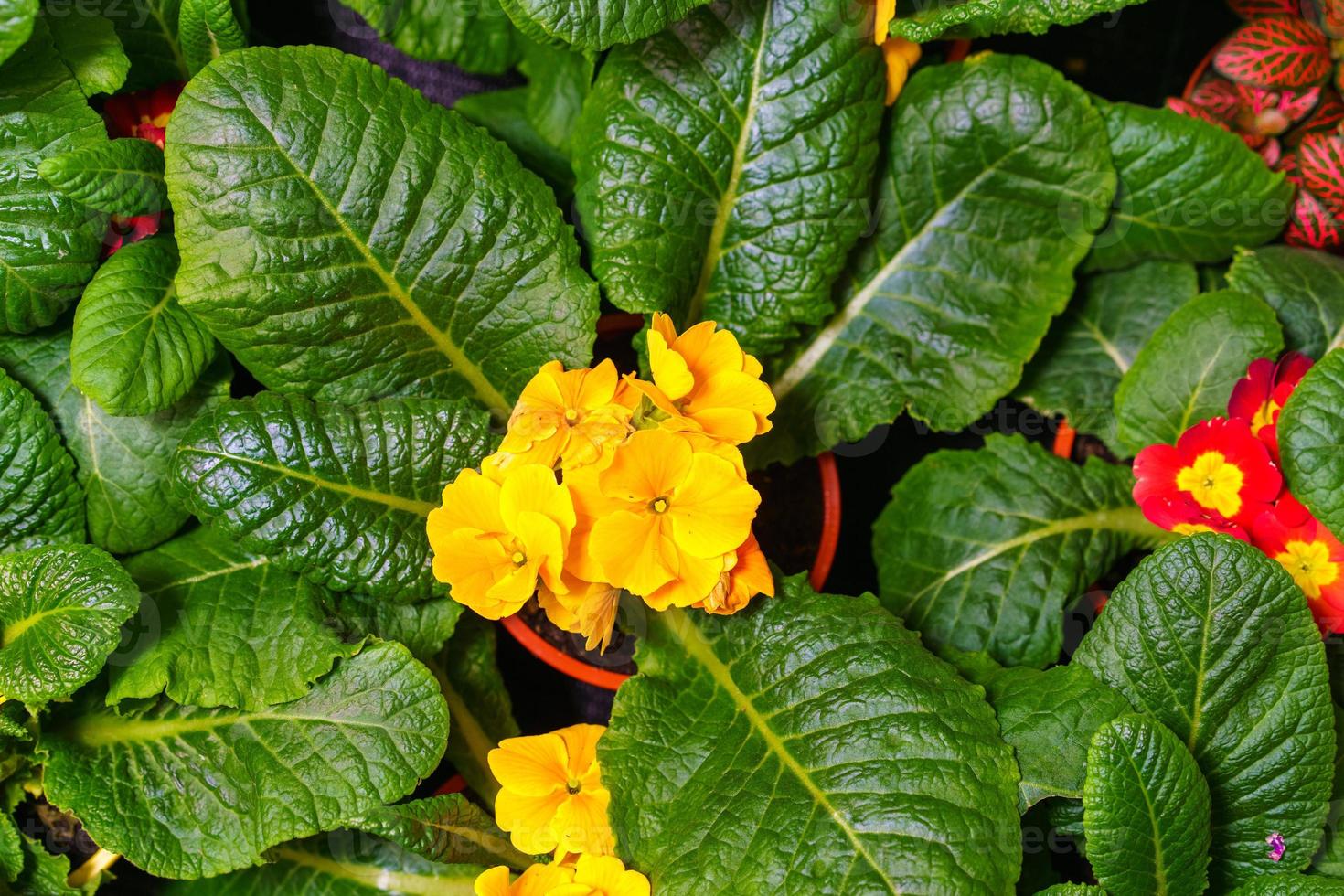 Yellow primrose in a pot, close-up with green leaves, top view. Bright photo