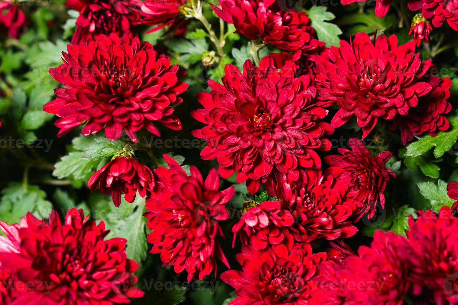 Red burgundy chrysanthemum flowers bush autumn background. Colorful photo
