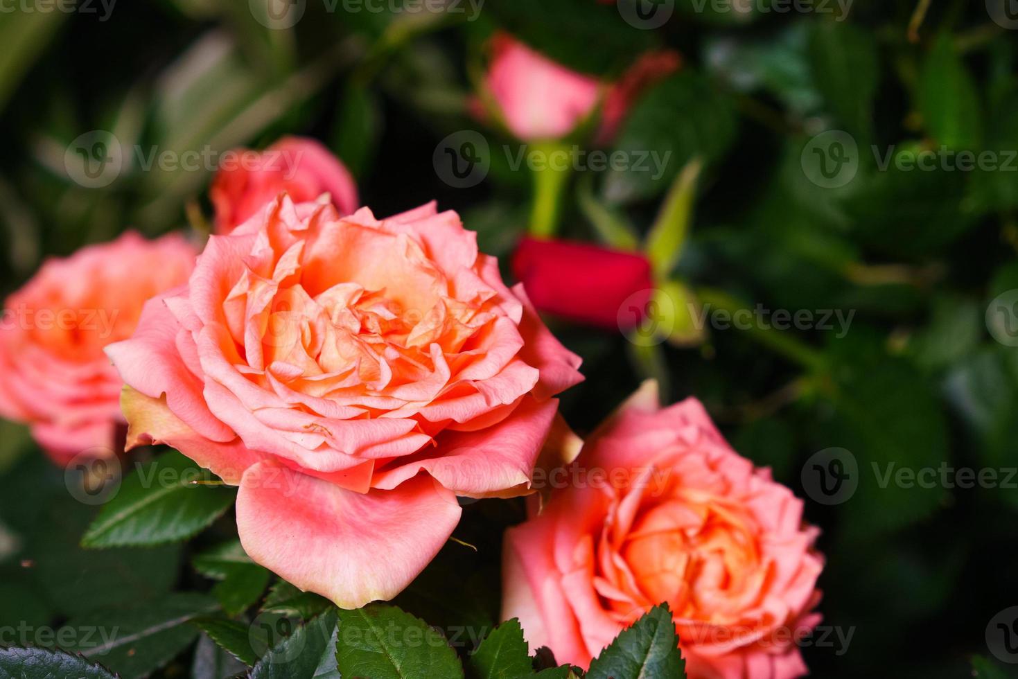 Large bicolor light peach roses like peonies with double frill on a background photo