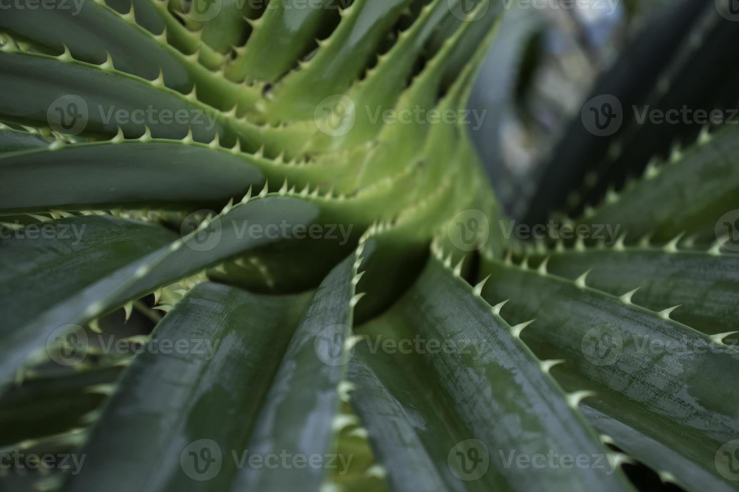 Sea pandanus, sand pandanus or pudak thorn pandanus is a type of large pandan that is often found on sandy or rocky beaches, a member of the Pandanaceae tribe. photo