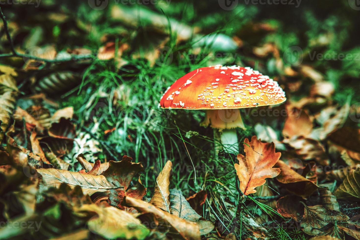 detalle de hongo venenoso con hojas de bosque seco foto