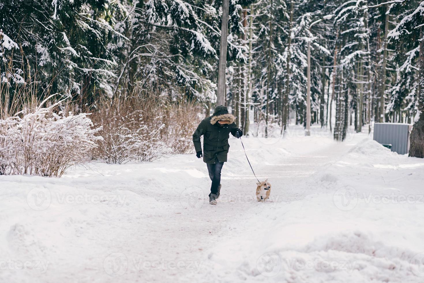 man playing with corgi dog photo
