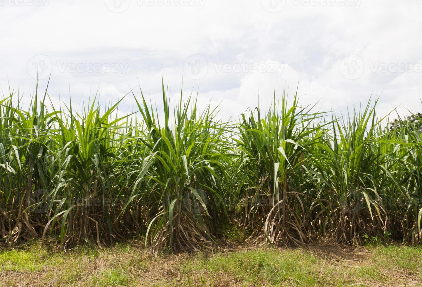 campos de caña de azúcar foto