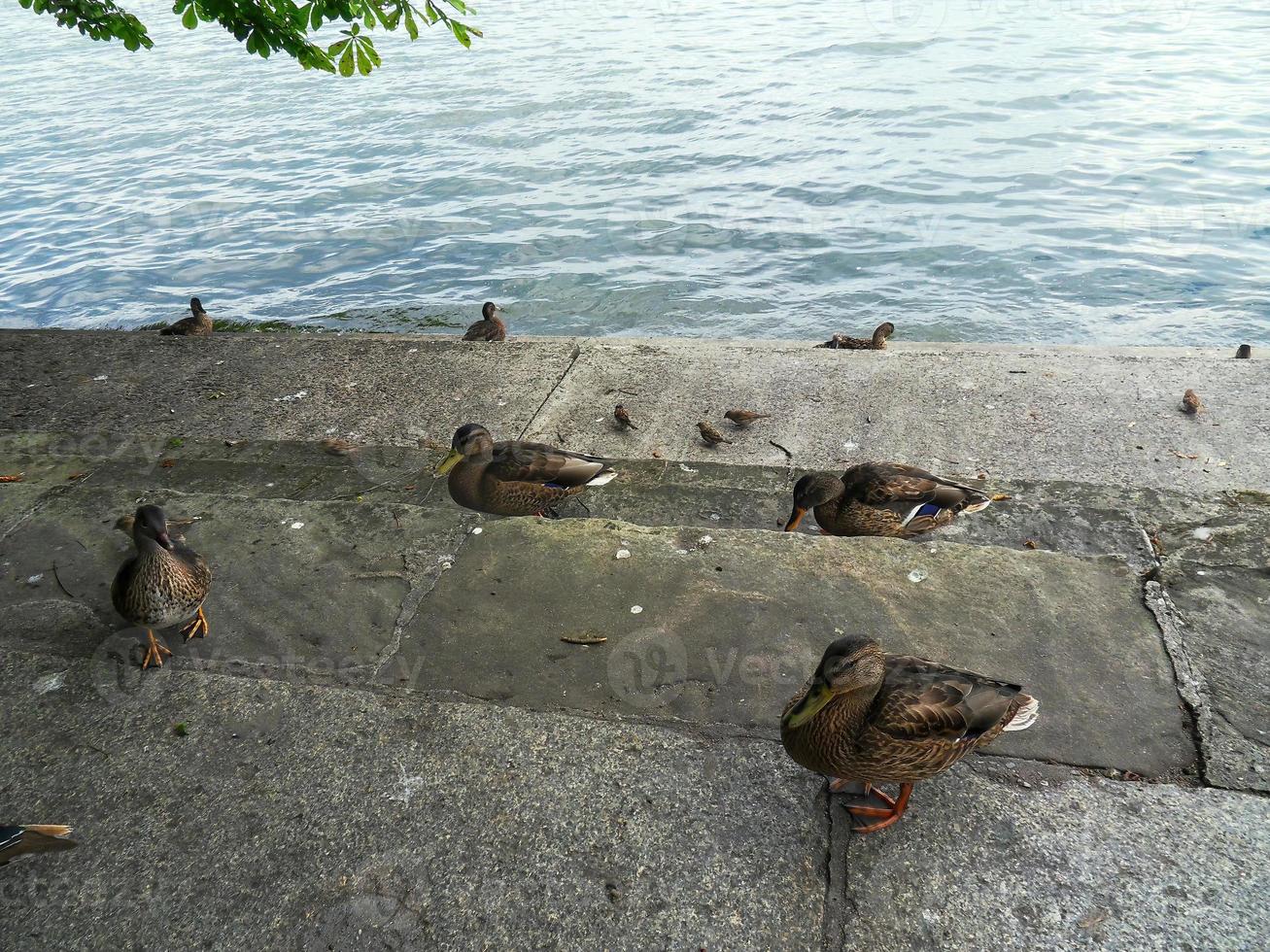City ducks looking for food photo