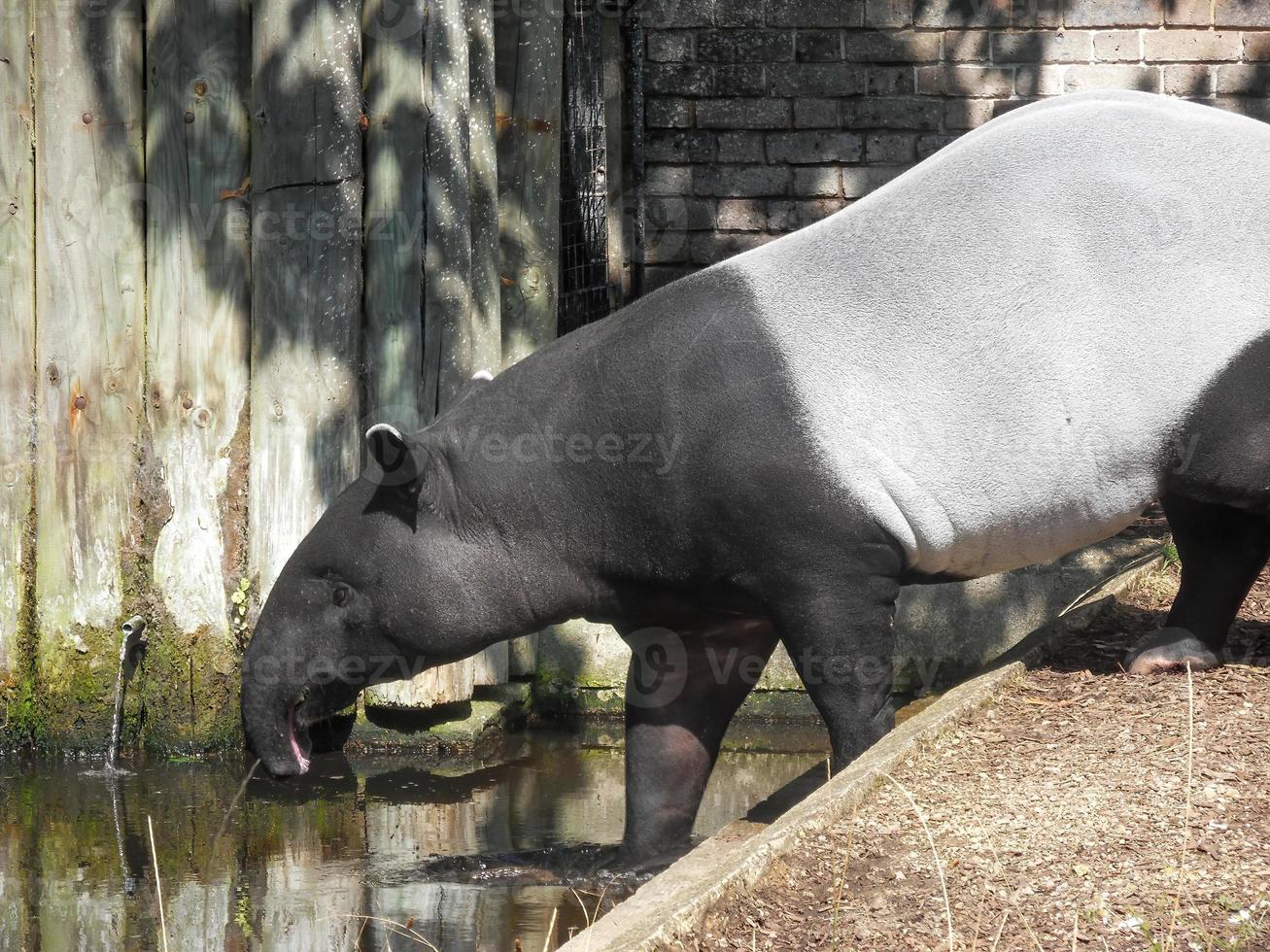 Tapirus indicus seen in a zoo 1 photo