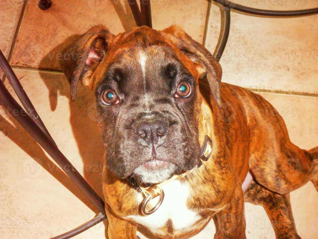 Boxer dog portrait closeup photo