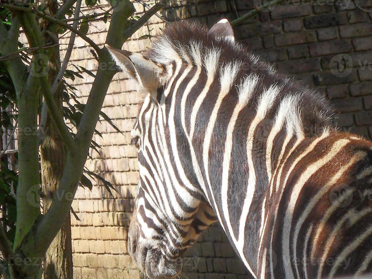 Zebra head from behind photo