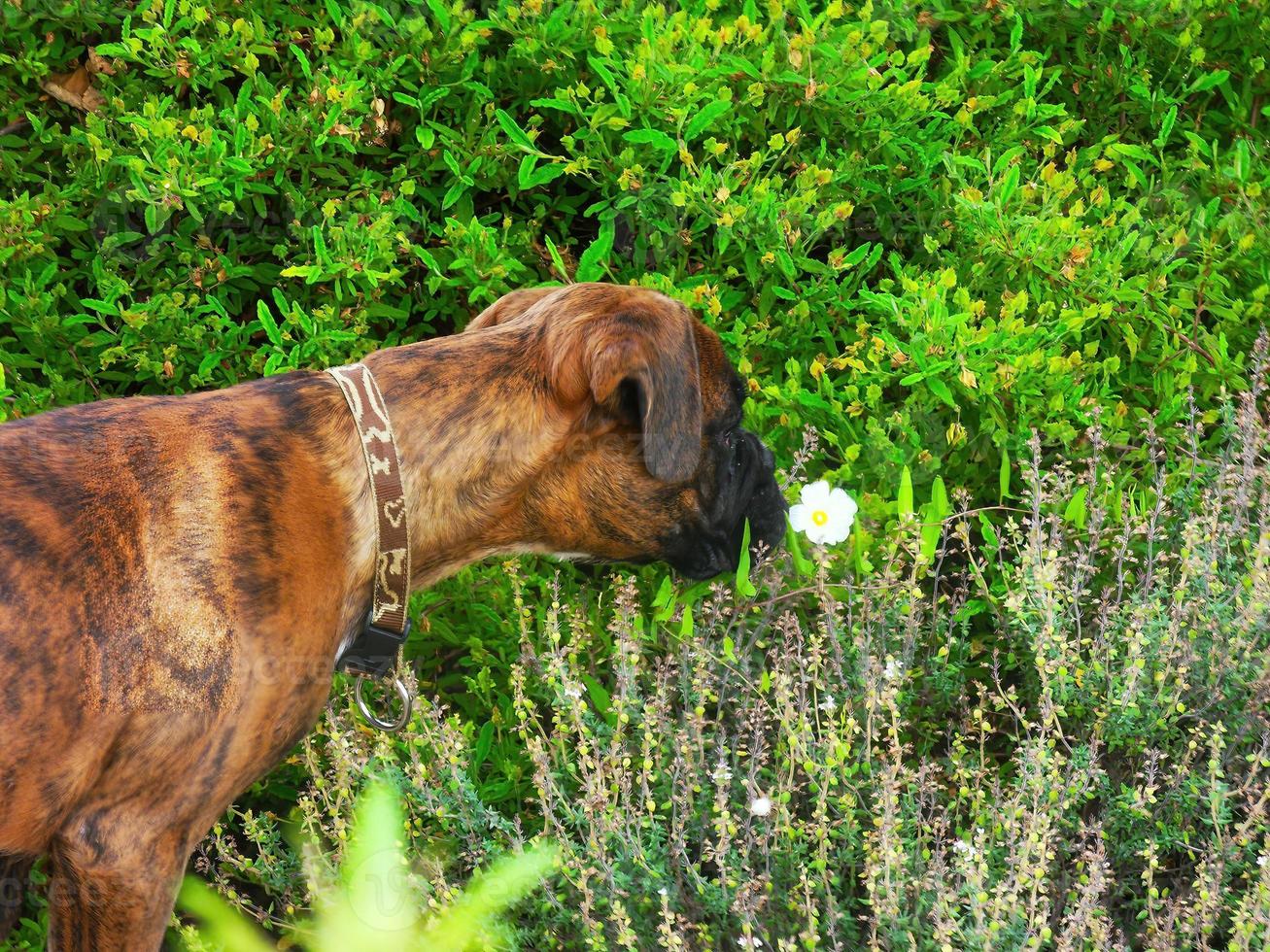 A boxer dog smelling a flower photo