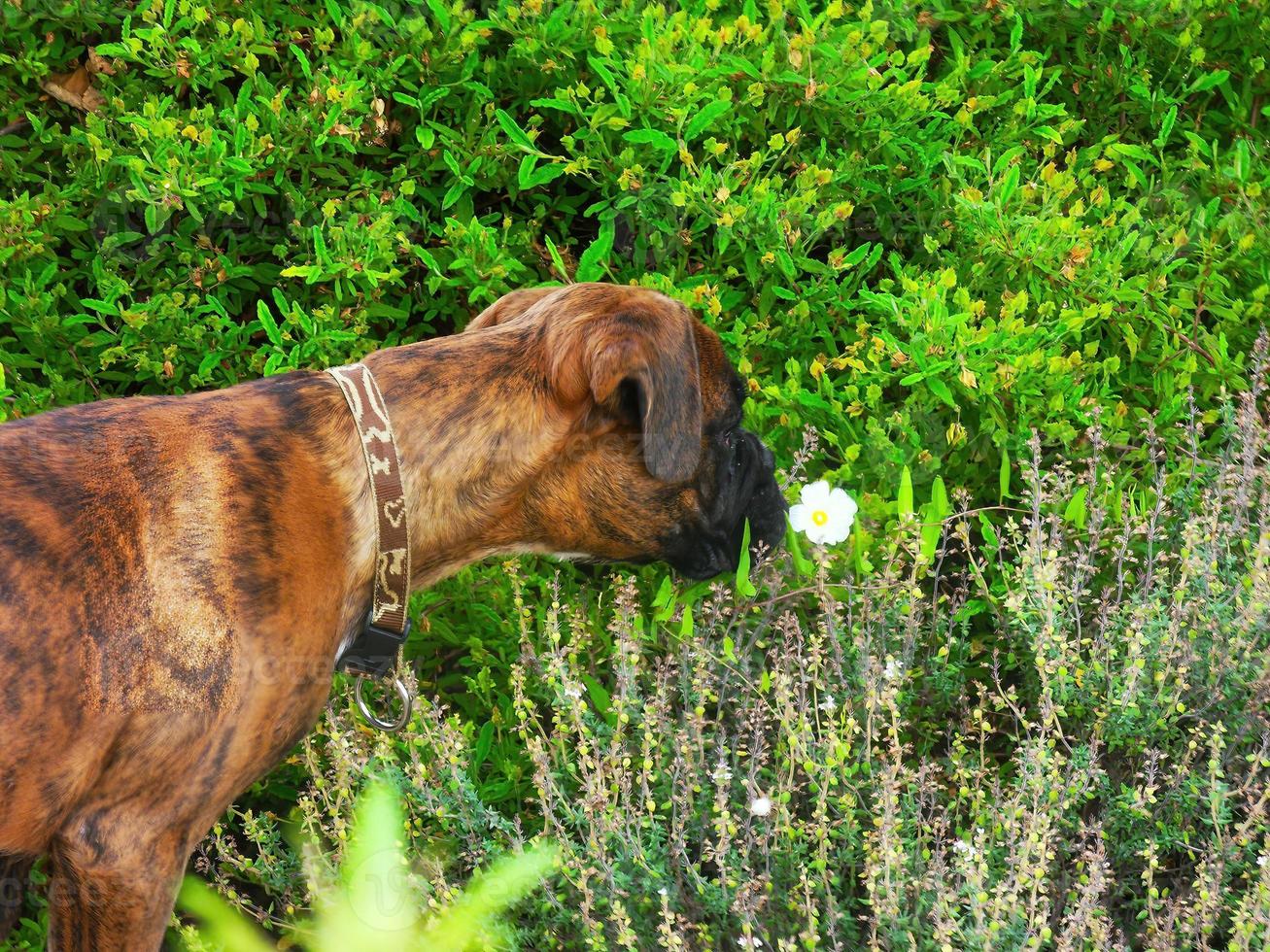 un perro boxer oliendo una flor foto