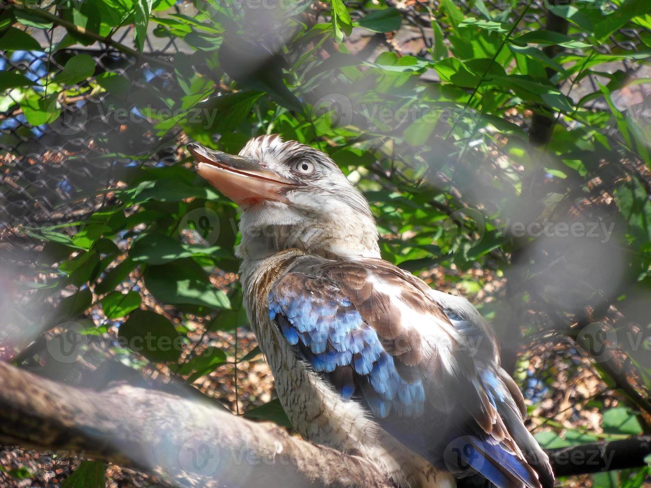 un pájaro dacelo leachii de alas azules sentado en una rama, foto