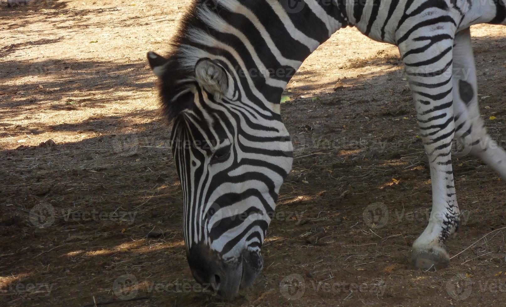 Zebra looking for food photo