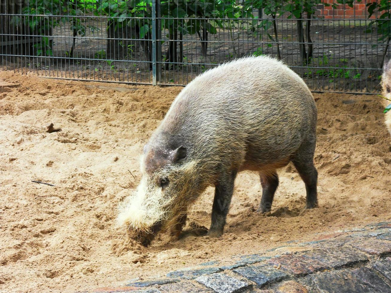 un cerdo barbudo sus barbatus foto