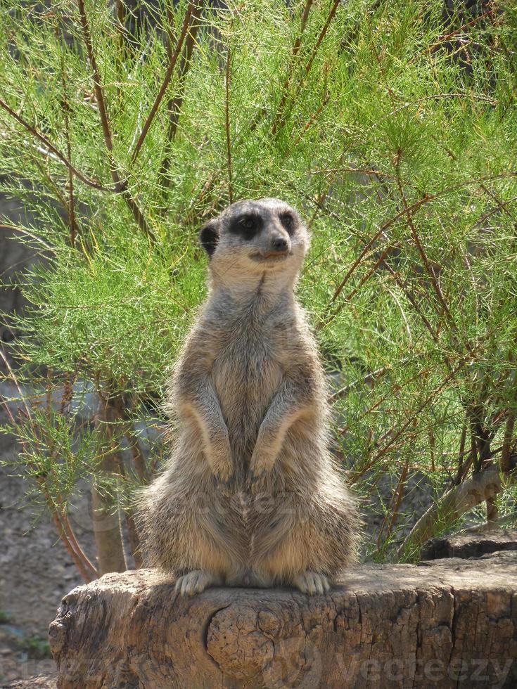 Surious suricate sitting on a tree trunk 1 photo