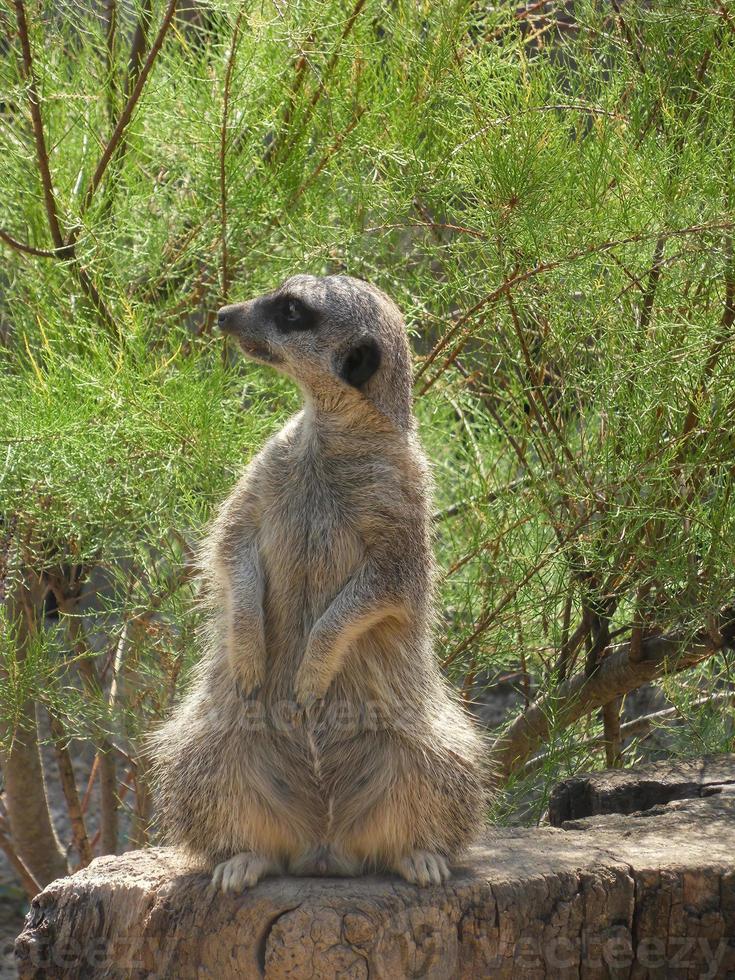 Surious suricate sitting on a tree trunk 3 photo