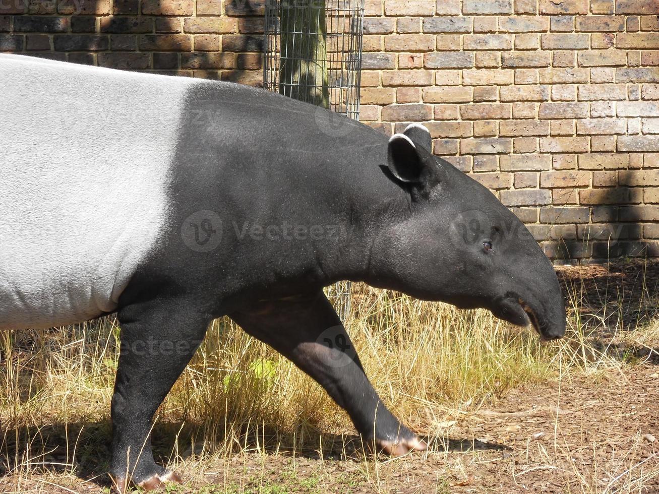 Tapirus indicus seen in a zoo 4 photo