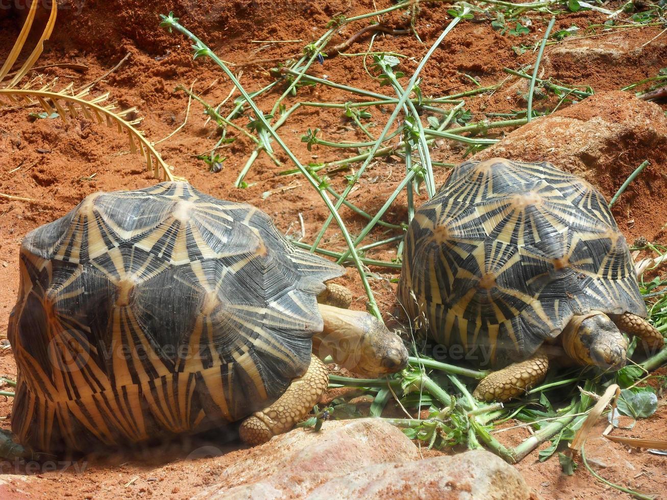 Two astrochelys radiata turtles eating grrens photo