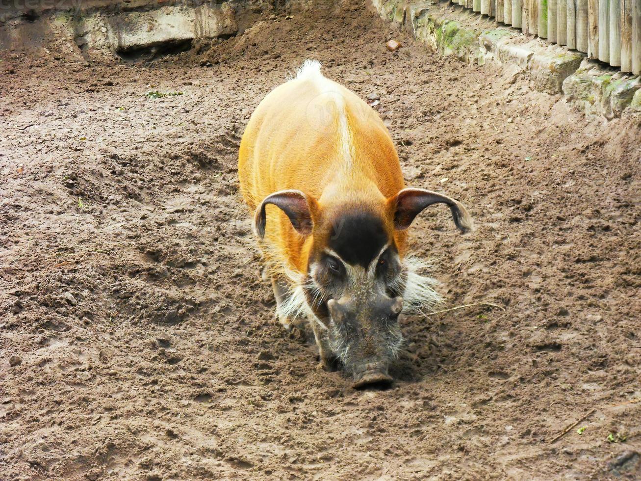 Potamochoerus porcus orange pig photo