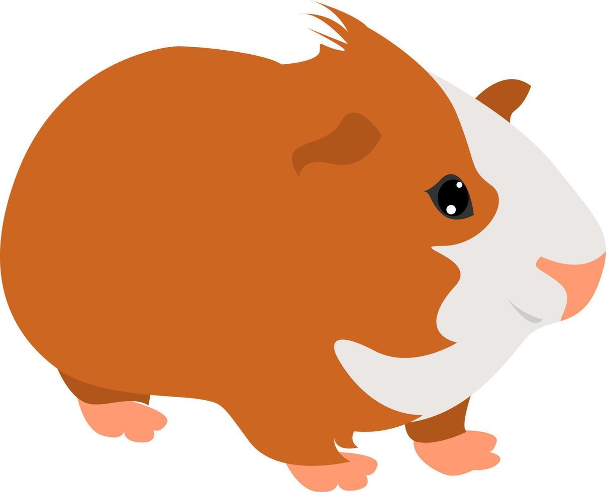 Cavy, illustration, vector on white background.