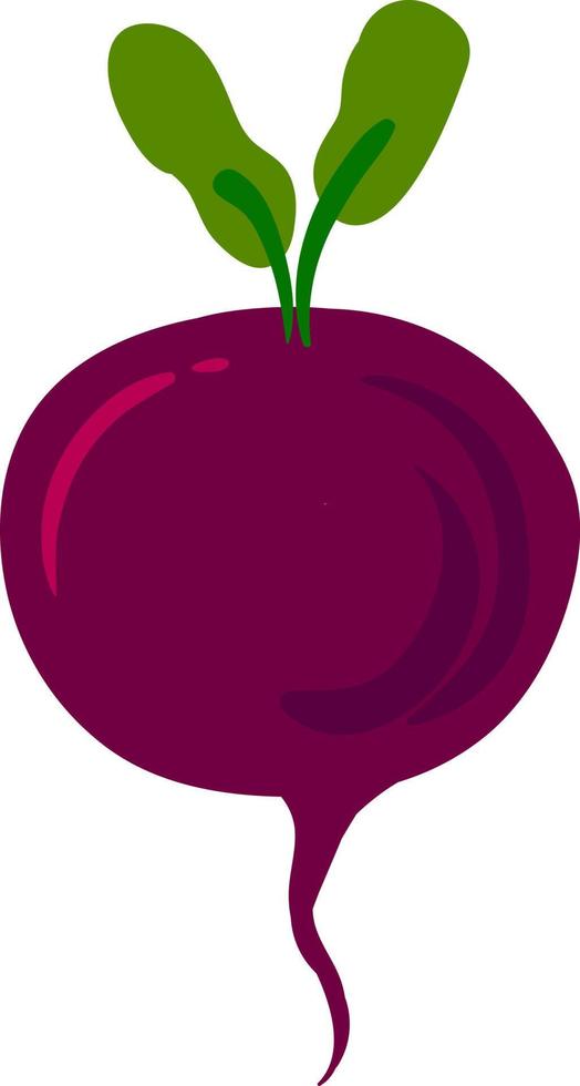 Beet, illustration, vector on white background.