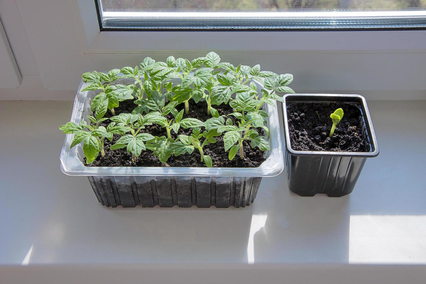 seedlings of tomatoes and zucchini at home on the windowsill photo