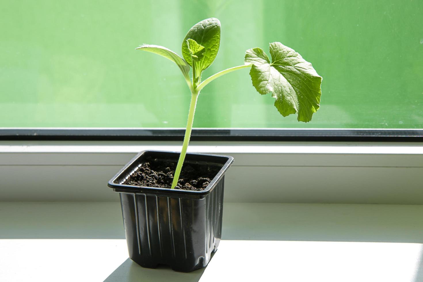 zucchini seedlings on the windowsill are lit by the sun photo