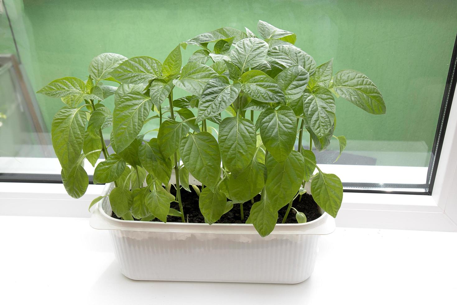 pepper seedlings on the windowsill of the house in box photo