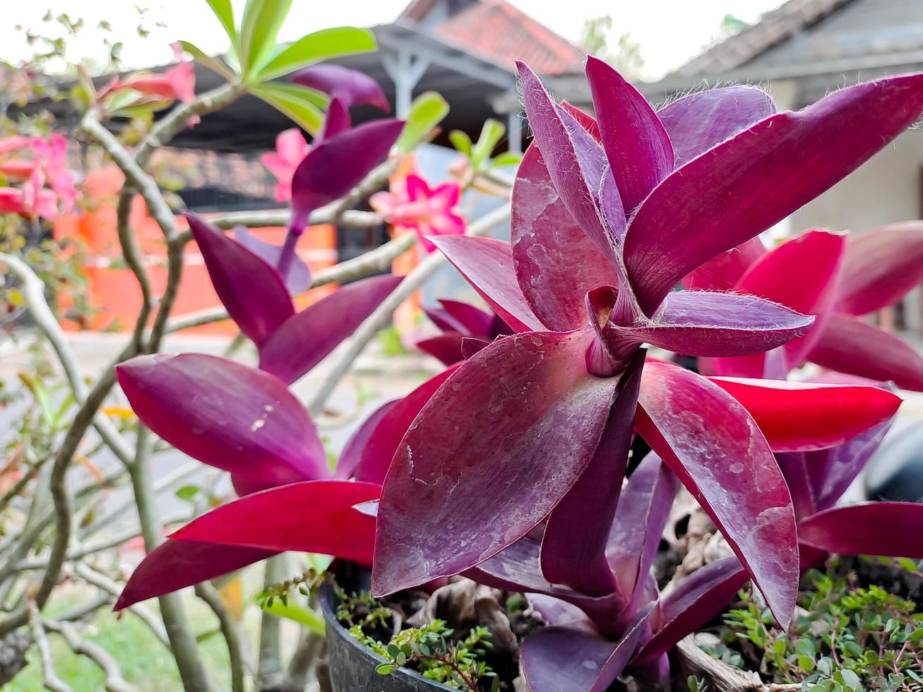 Tradescantia pallida Rose belongs to the Commelinaceae family, with the common name spider lily this plant photo