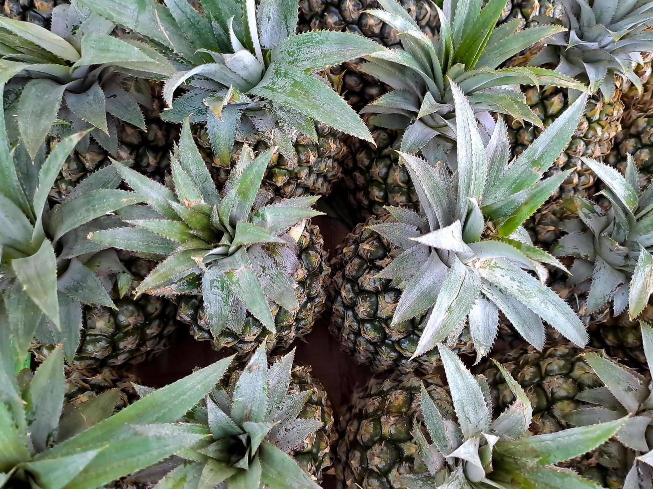 A collection of fresh green pineapples in mini market fruit basket photo