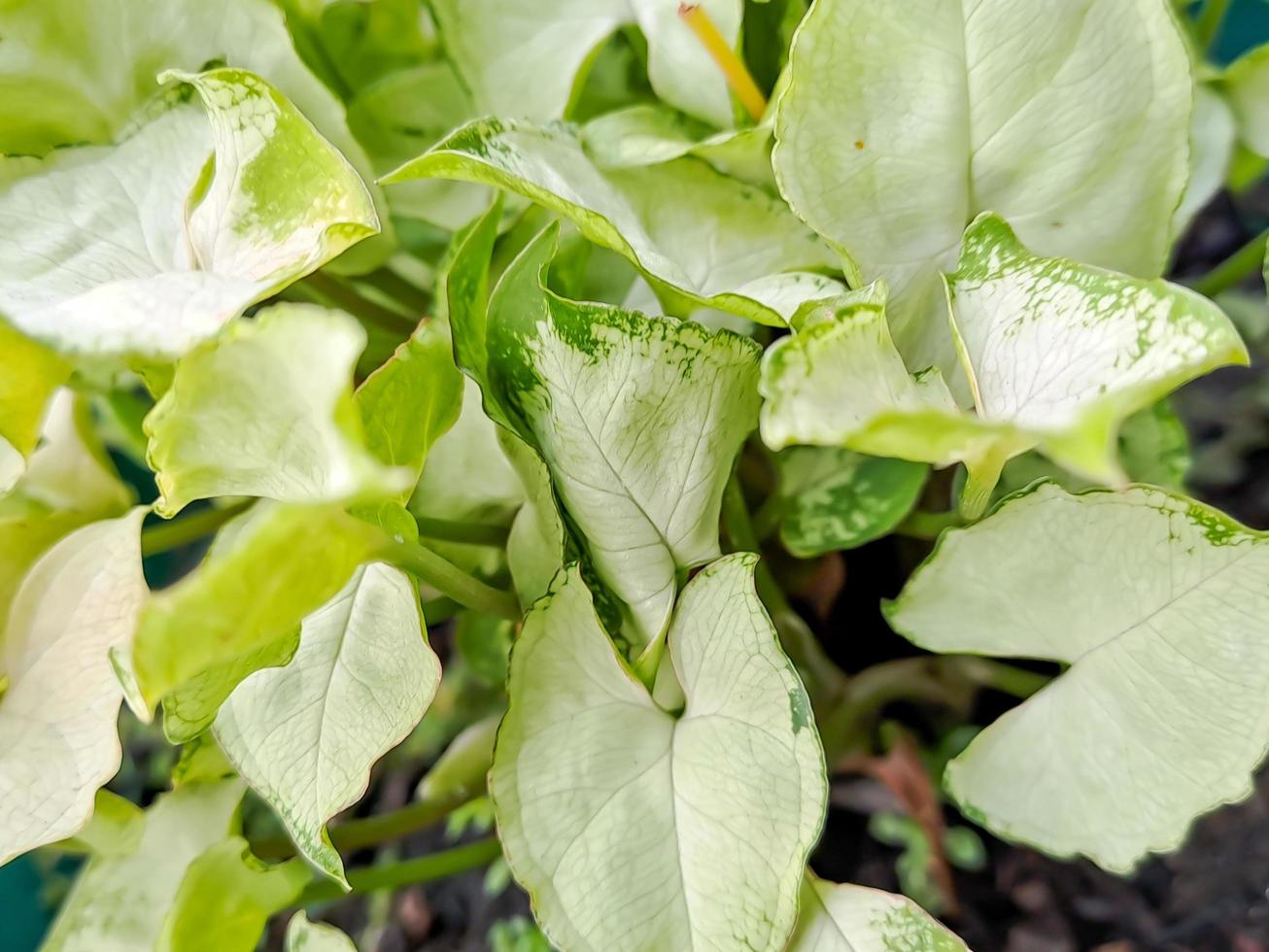 Arrowhead Vine, Goosefoot Plant heart shaped leaves Syngonium podophyllum is probably the most popular species photo