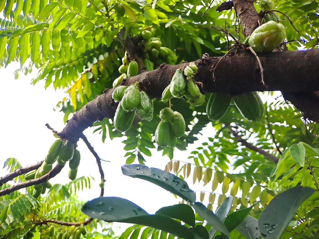 bilimbi, árbol de pepino, acedera kamias, carambola de tamarindo, carambola buloh bimbiri en troncos de árboles foto