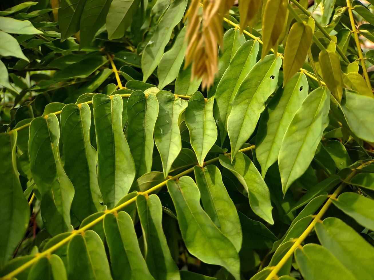 Bilimbi, Cucumber tree, Kamias Sorrel Tree, Tamarind Starfruit, Buloh Starfruit Bimbiri on tree trunks photo