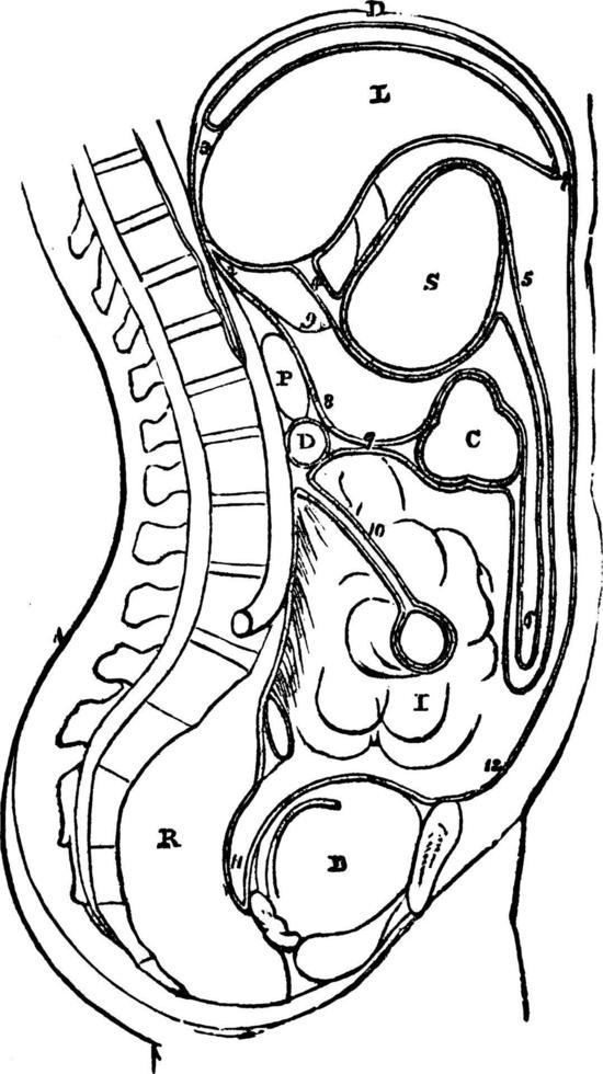 Peritoneum, vintage illustration. vector