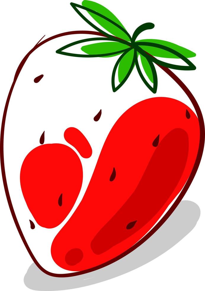 Drawing strawberry, illustration, vector on white background